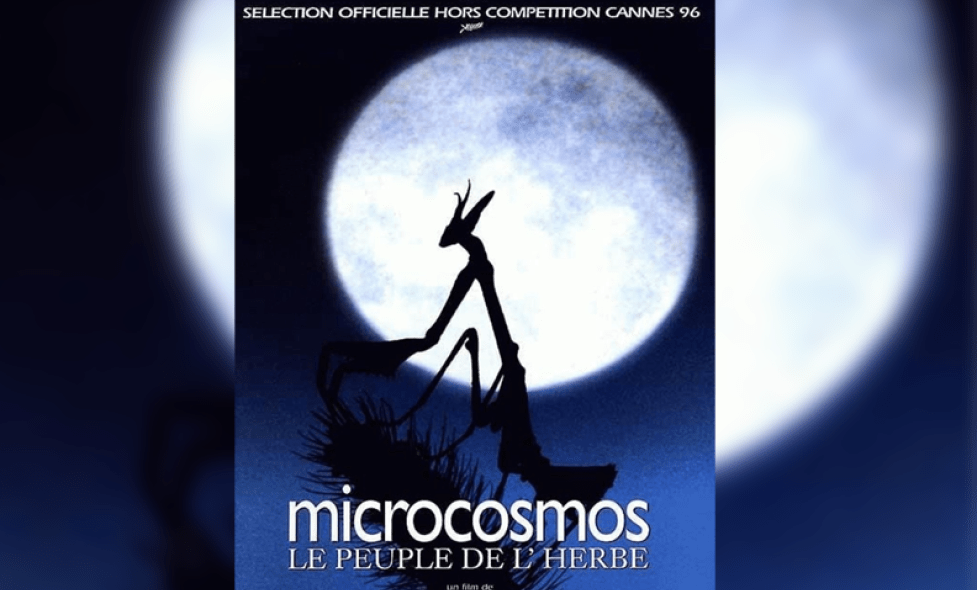 microcosmos - Agrandir l'image, fenêtre modale